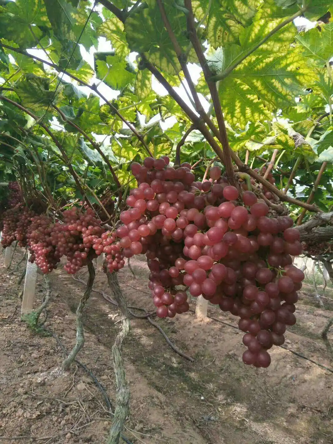 如何种植玫瑰香葡萄